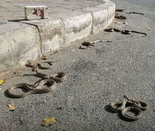 انتشار ثعابين في شوارع جعار ابين يثير رعب سكان الم...