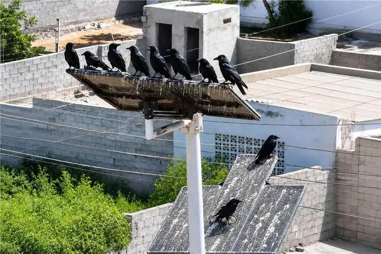 مبادرة مكافحة الغربان تعلن إطلاق حملة خيرية بشروط موحدة للمشاركين في عدن