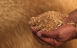 سورية تحقق اكتفاءً ذاتياً من إنتاج القمح للمرة الأ...