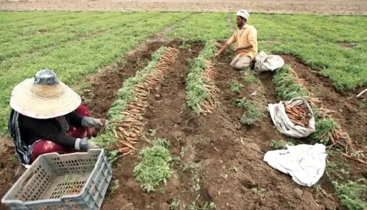 اسرار | من الحديدة.. حملة جبايات حوثية واسعة تستهد...