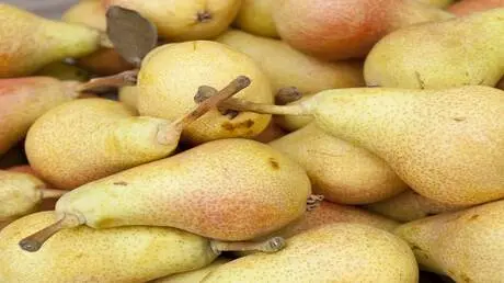 فوائد الكمثرى الصحية.. متى تصبح غير مناسبة للجسم؟