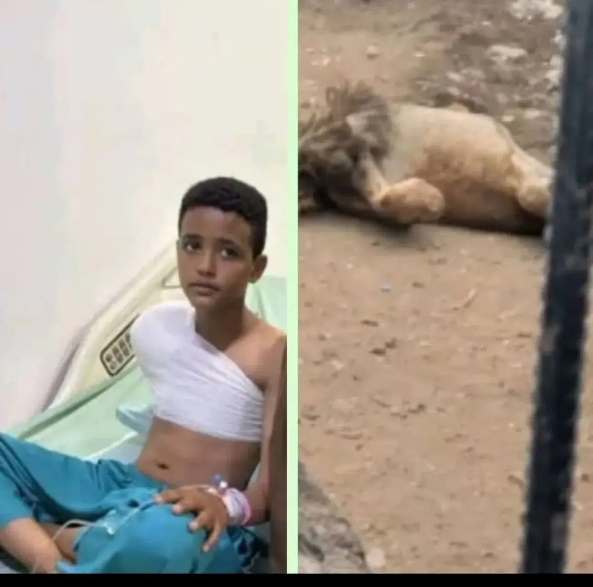 صنعاء .. إعدام لبؤة بترت يد طفل وتحميل إدارة حديقة...