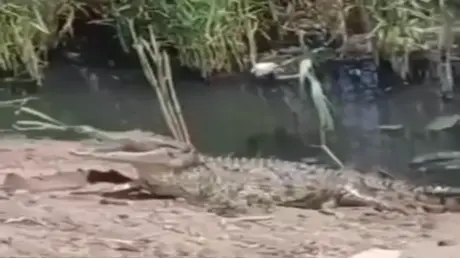مصر.. تمساح ضخم على جسر يثير رعب الأهالي في الشرقي...