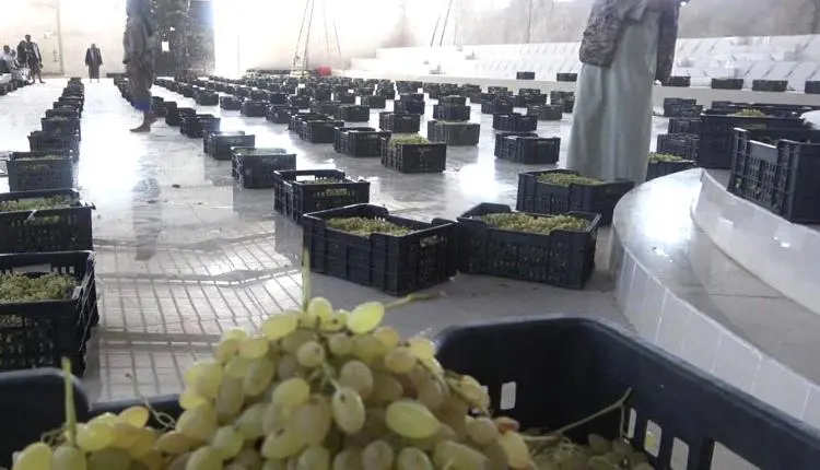 الحوثيون يفرضون أموالاً ومحاصيل لدعم الجبهات