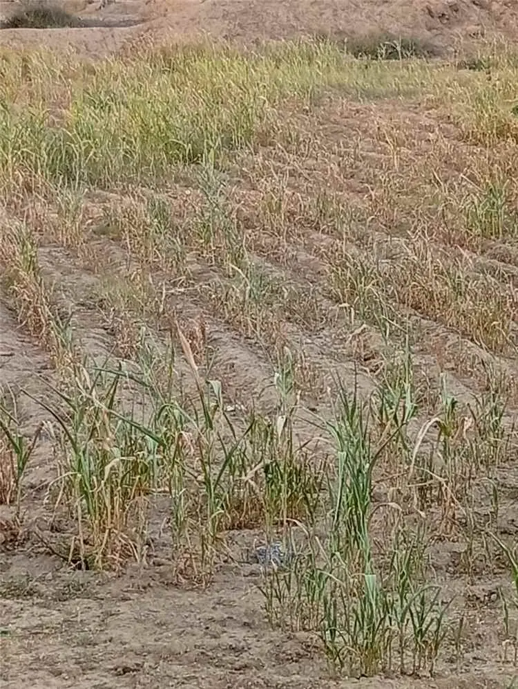 شحة الامطار.. حين يهزم الجفاف مزارعي الضالع