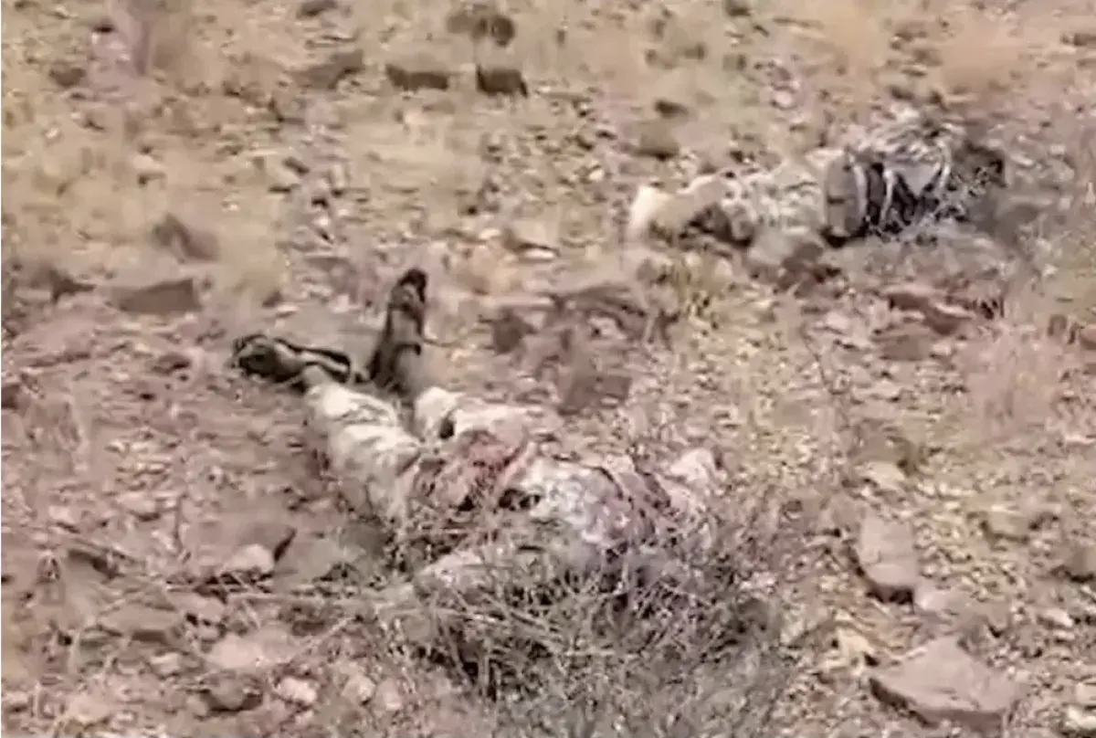 نداء عاجل لانتشال جثث قتلى الحوثيين في لحج وتعز