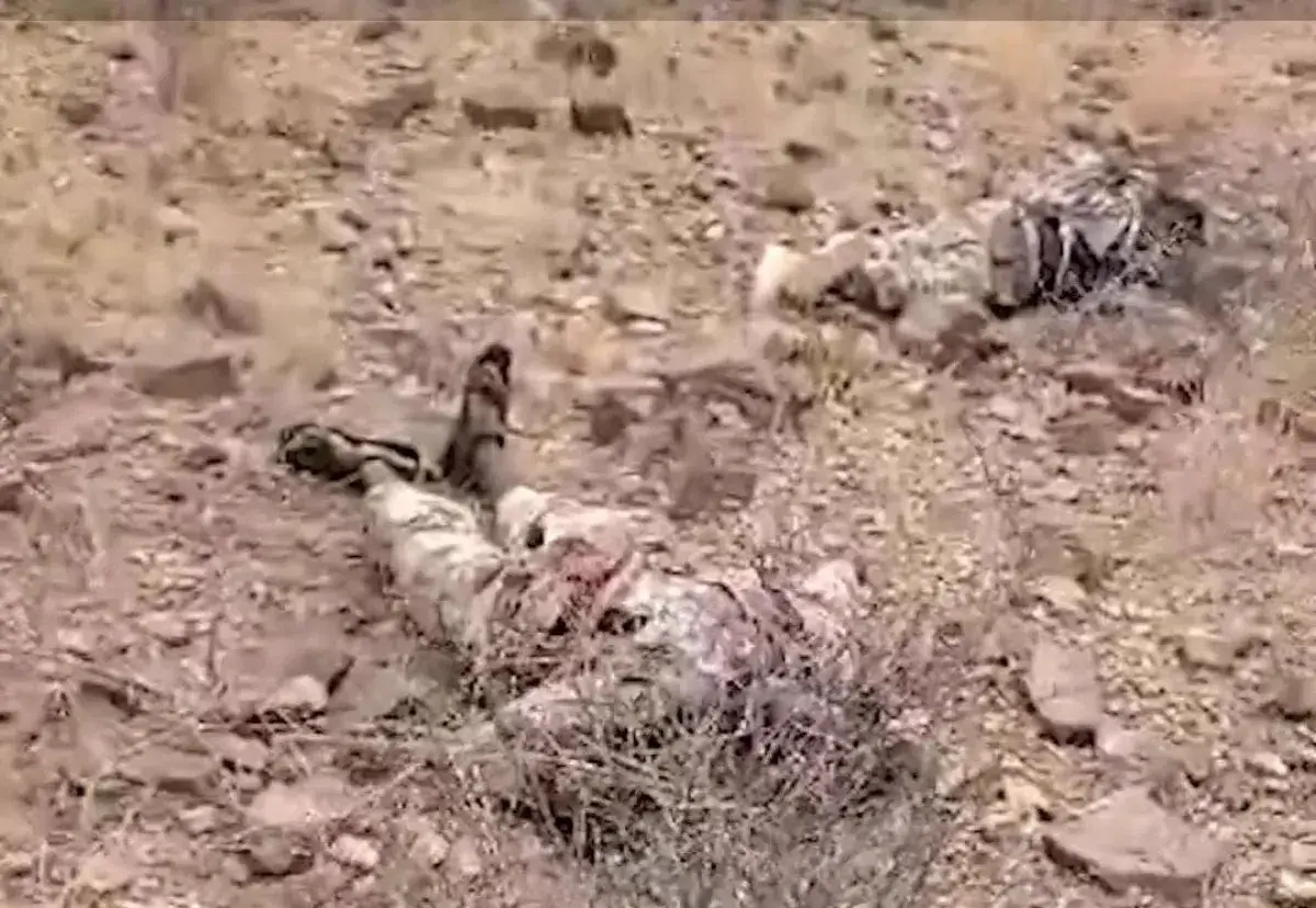 جثامين عناصر مليشيا الحوثي متروكة منذ أيام.. نداء...