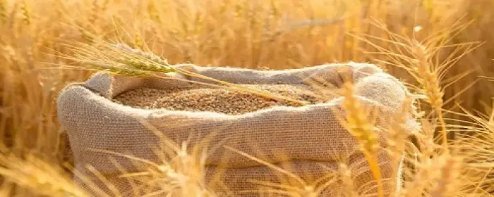 تراجع أسعار القمح وسط مؤشرات باستئناف ممر الحبوب