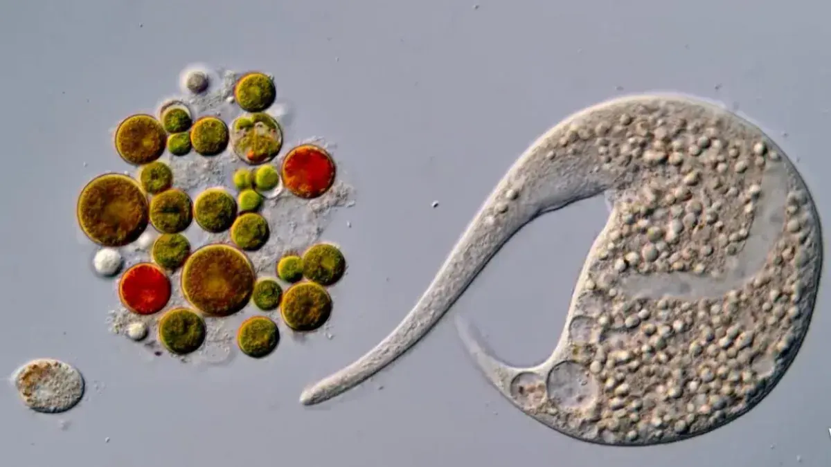نيكون تعلن عن فائز جديد في مسابقة Small World in M...