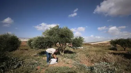 إذاعة الجيش الإسرائيلي: السماح بقطف الزيتون في منا...