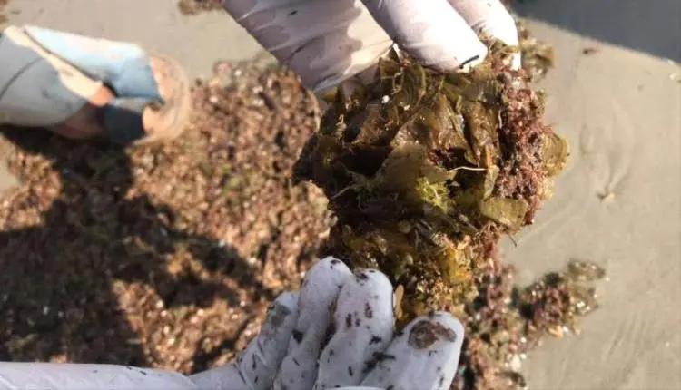 مادة مجهولة تجرفها الأمواج إلى سواحل المكلا