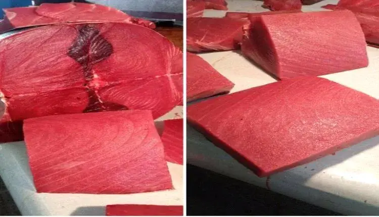 ارتفاع جنوني بأسعار الأسماك في عدن اليوم